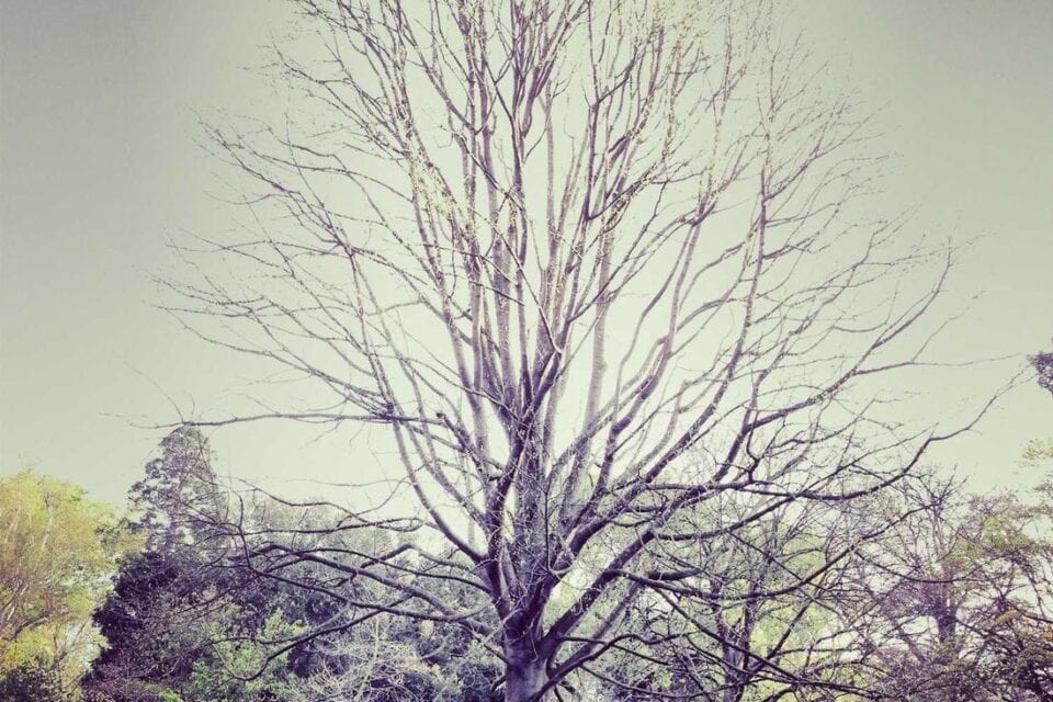 Copac fără frunze în natură, cer albastru.