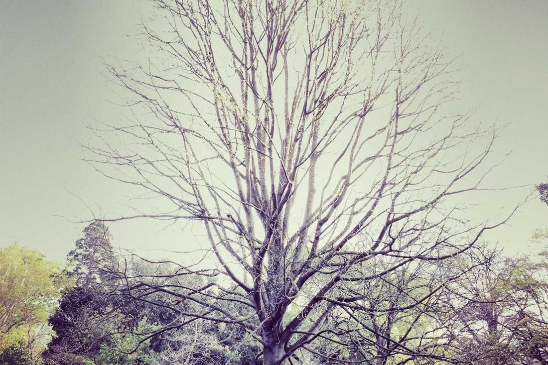 Copac fără frunze în natură, cer albastru.